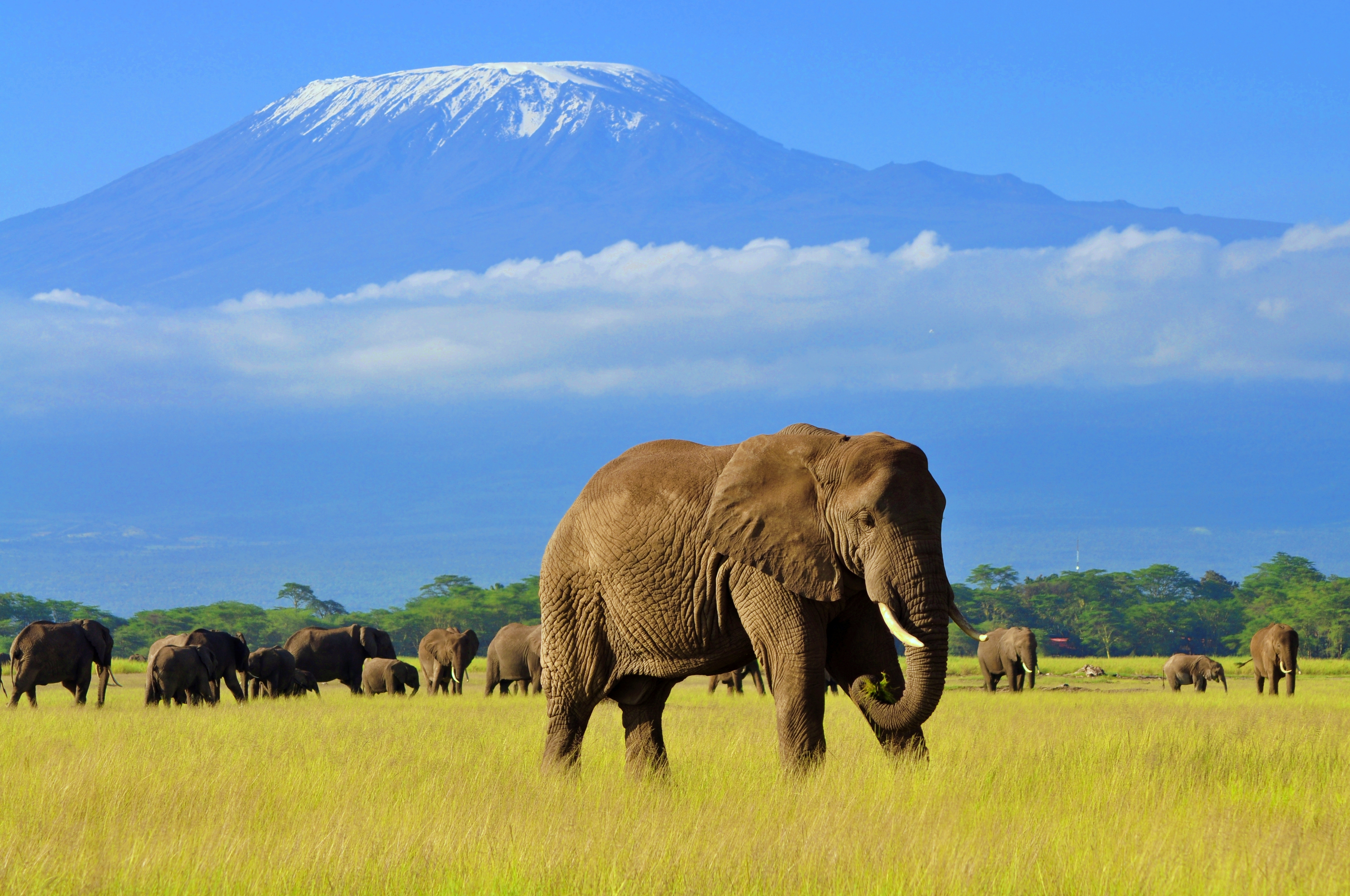 elephant in front of mt Kilimanjaro