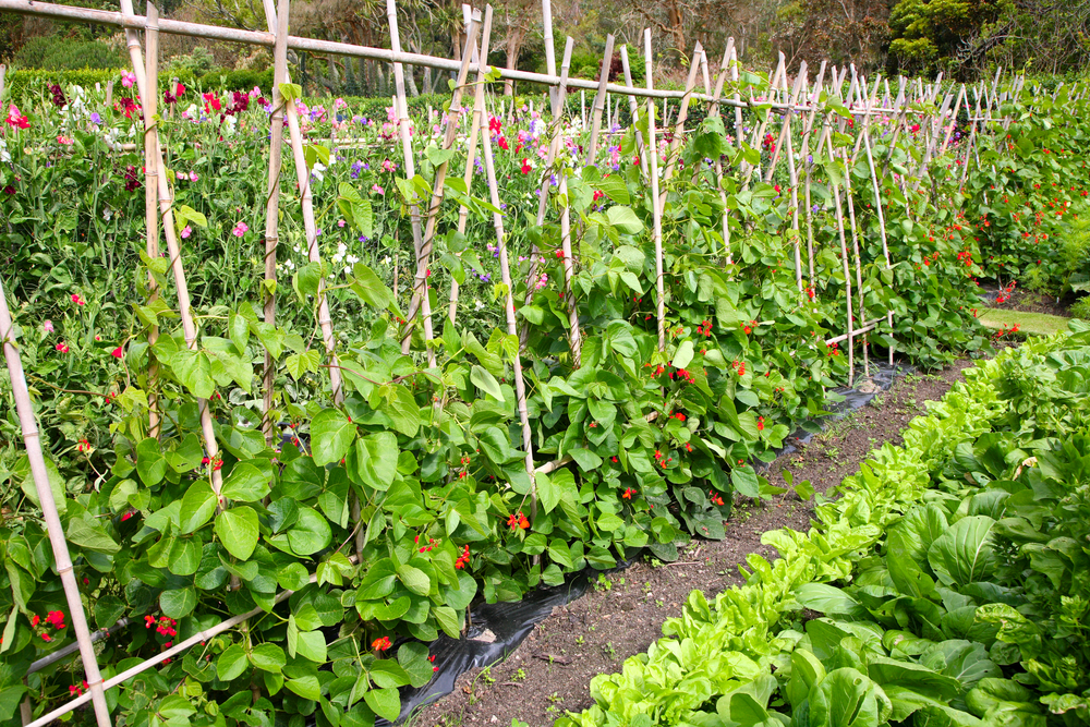 vegetables in rows