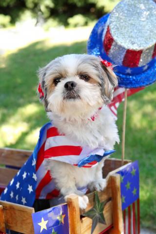 dog in a parade