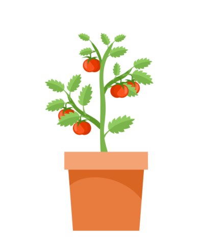 Tomato plant