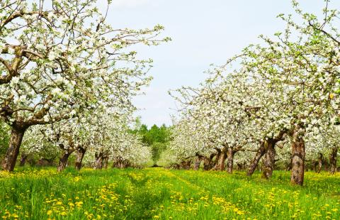 trees in blossom