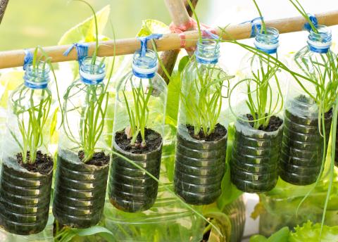planting seeds in waterbottles