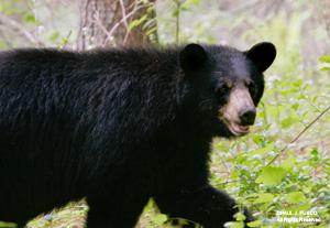 photo of a black bear