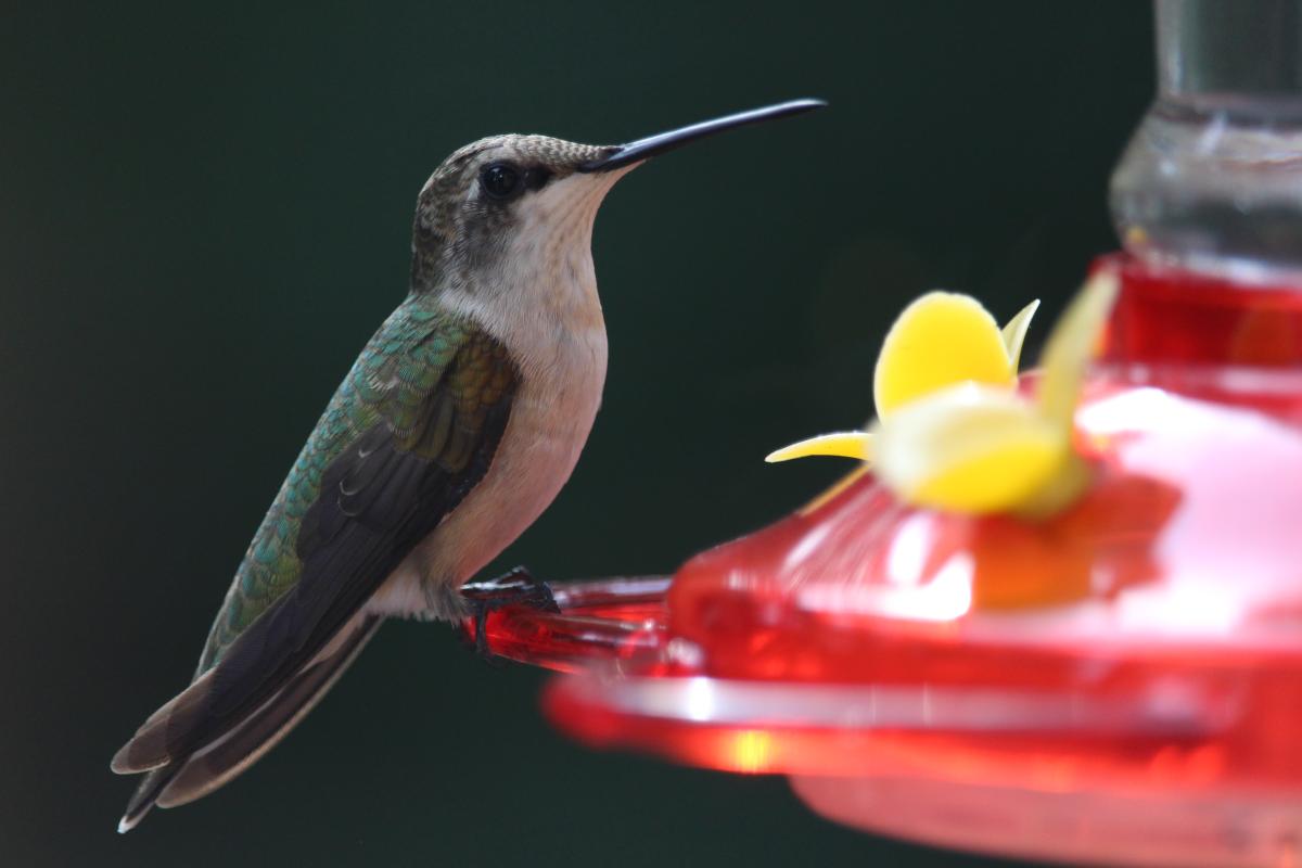 hummingbird