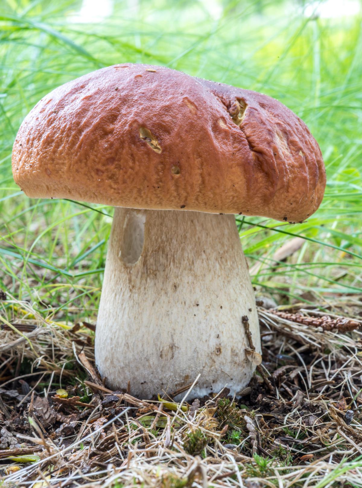 mushroom